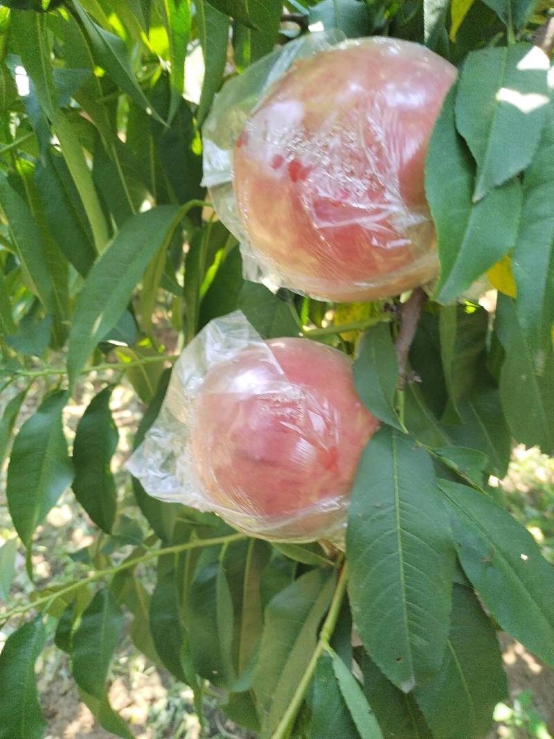 毛桃