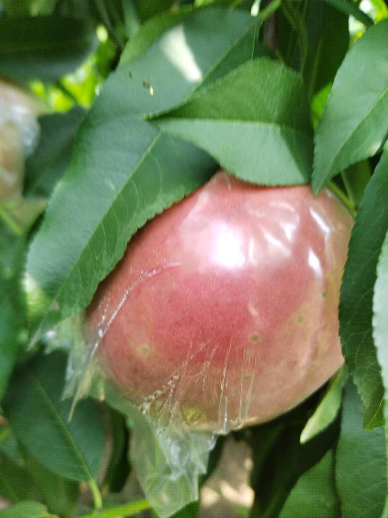 毛桃