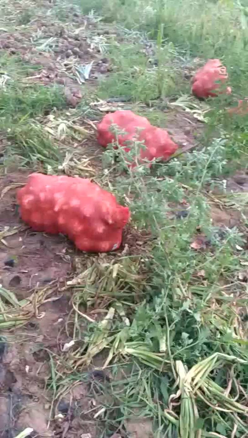 内蒙古开鲁县黄皮洋葱大量上市中
