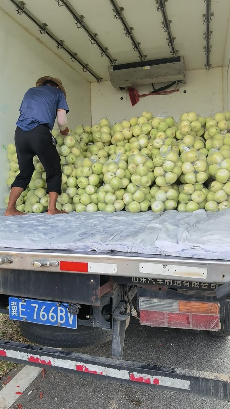 江西甜瓜甜宝甜瓜分宜甜瓜香瓜梨瓜