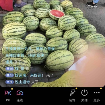 金城五号和金花一号大量上市