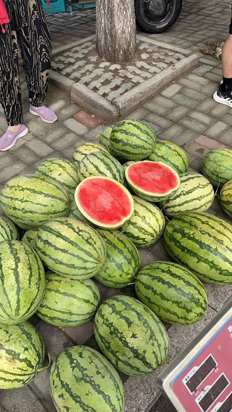 金城五号和金花一号大量上市