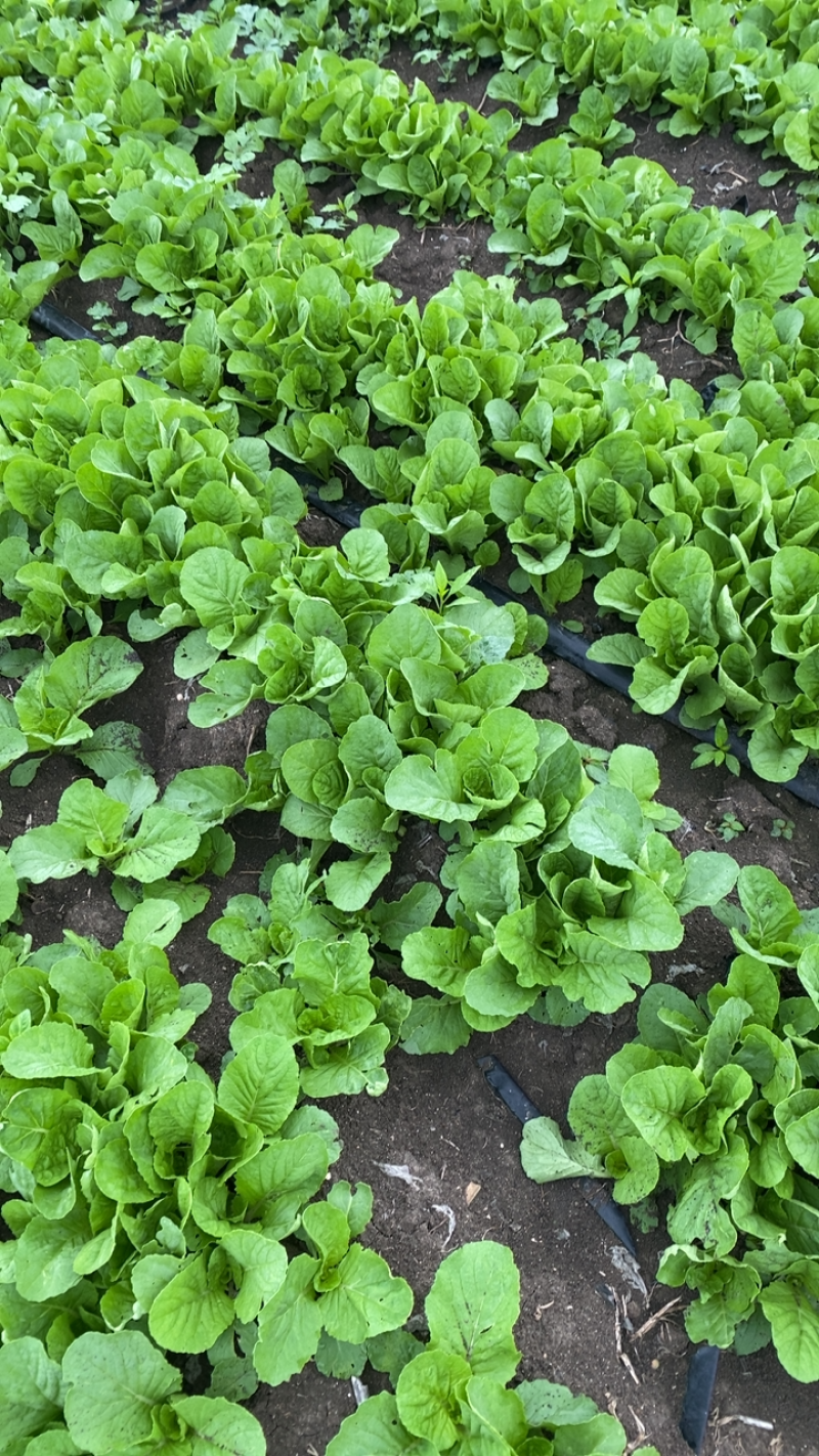 小白菜苗6毛南阳邓县，穰东镇太山庙小白菜大量尝上市。