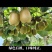 猕猴桃（红心）