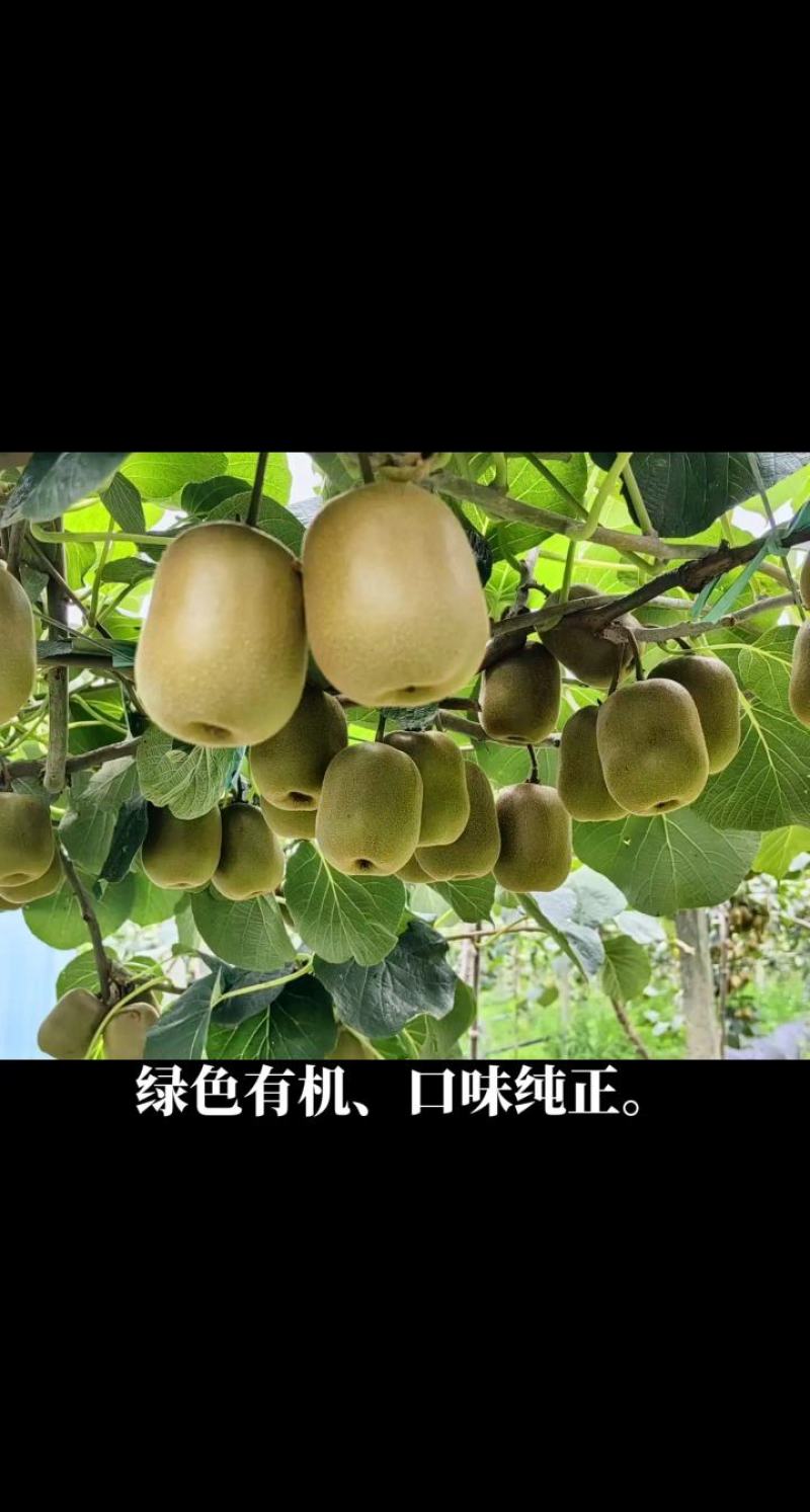 猕猴桃（红心）