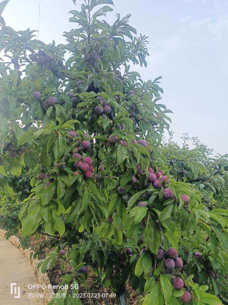 高山脆红李