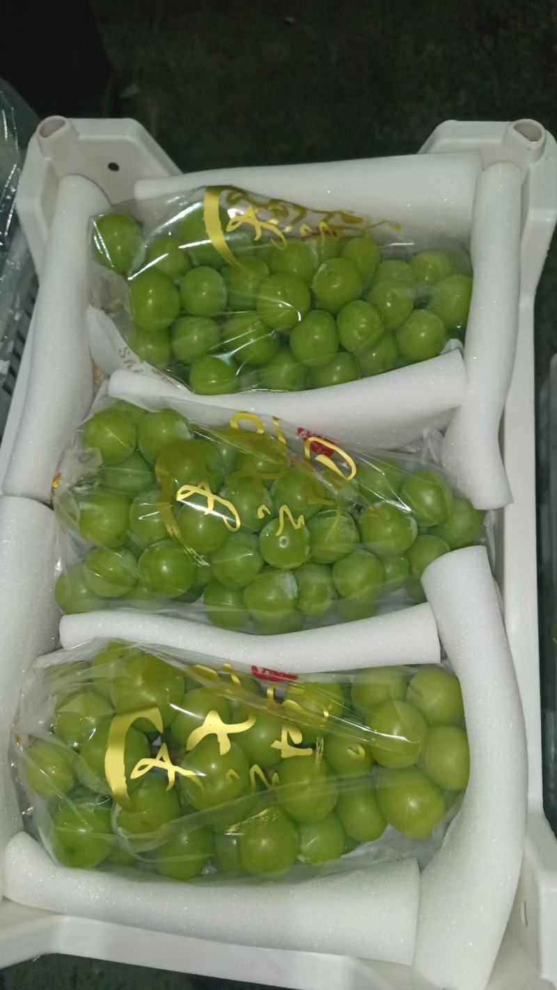 阳光玫瑰葡萄大量供应可一件发可对接商超欢迎考察