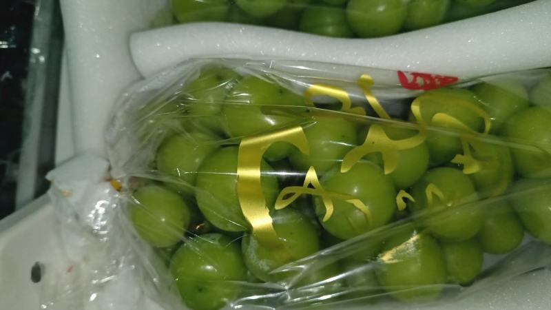 阳光玫瑰葡萄大量供应可一件发可对接商超欢迎考察
