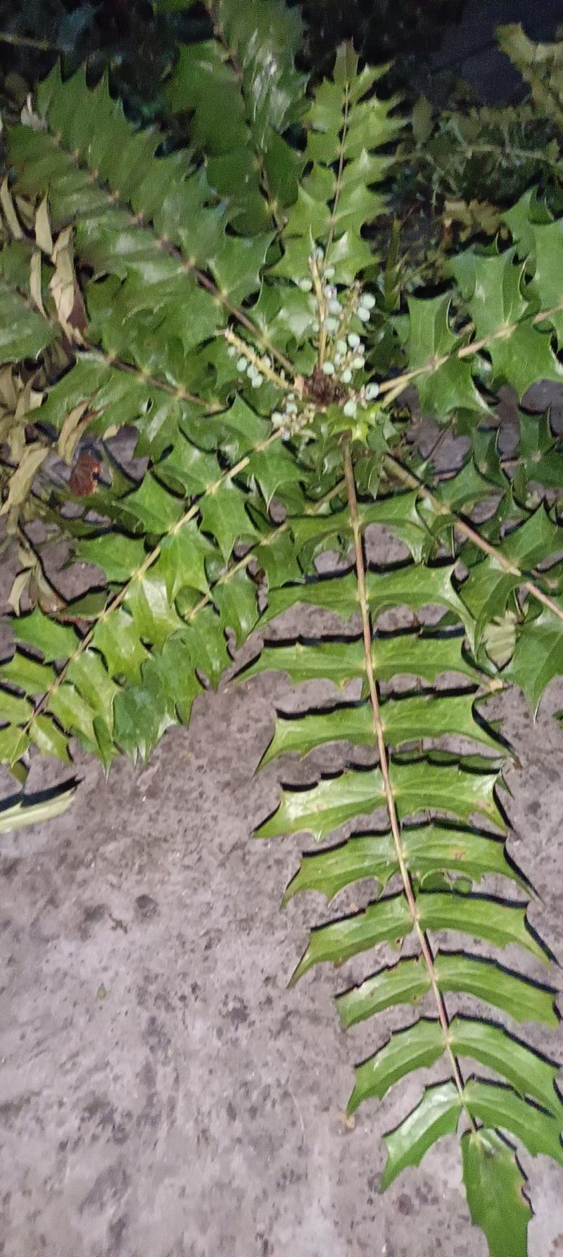 各种野生中草药材