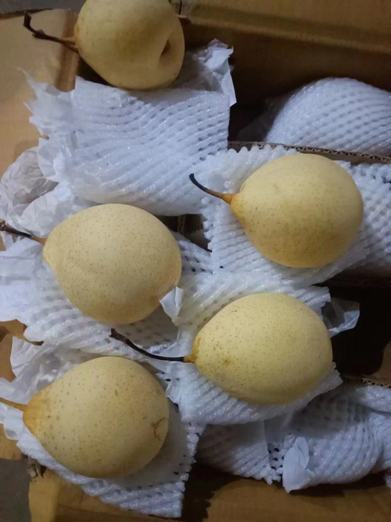 鸭梨
