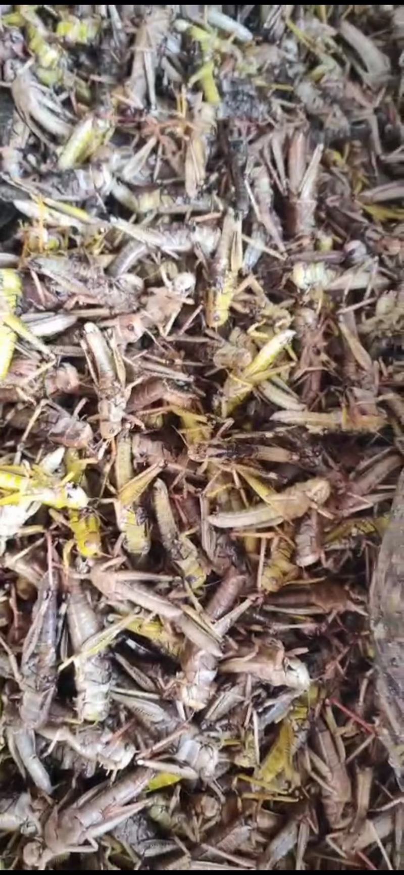 天津东亚飞大蚂蚱一手货源产地直供蚂蚱蝗虫去翅膀货源充足