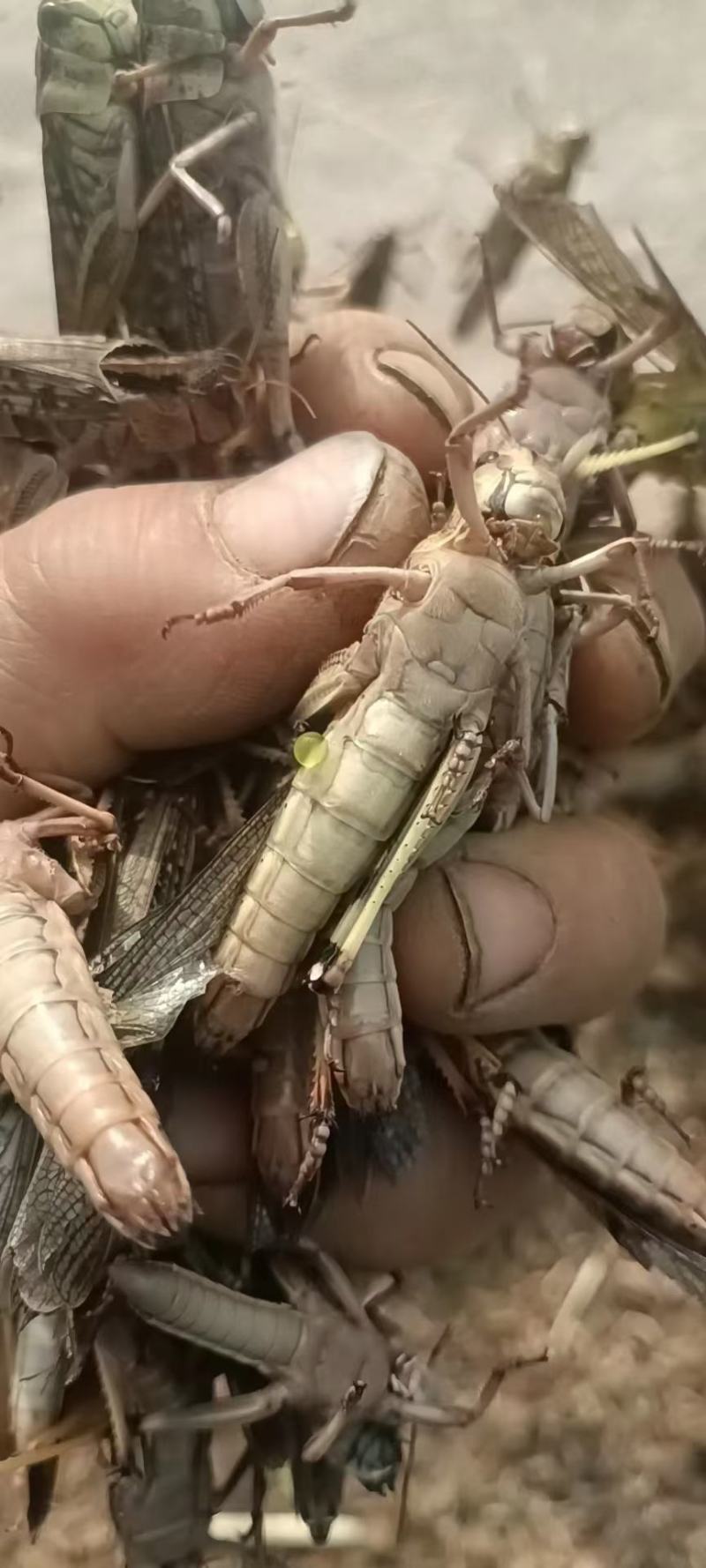 天津东亚飞大蚂蚱一手货源产地直供蚂蚱蝗虫去翅膀货源充足