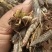 天津东亚飞大蚂蚱一手货源产地直供蚂蚱蝗虫去翅膀货源充足