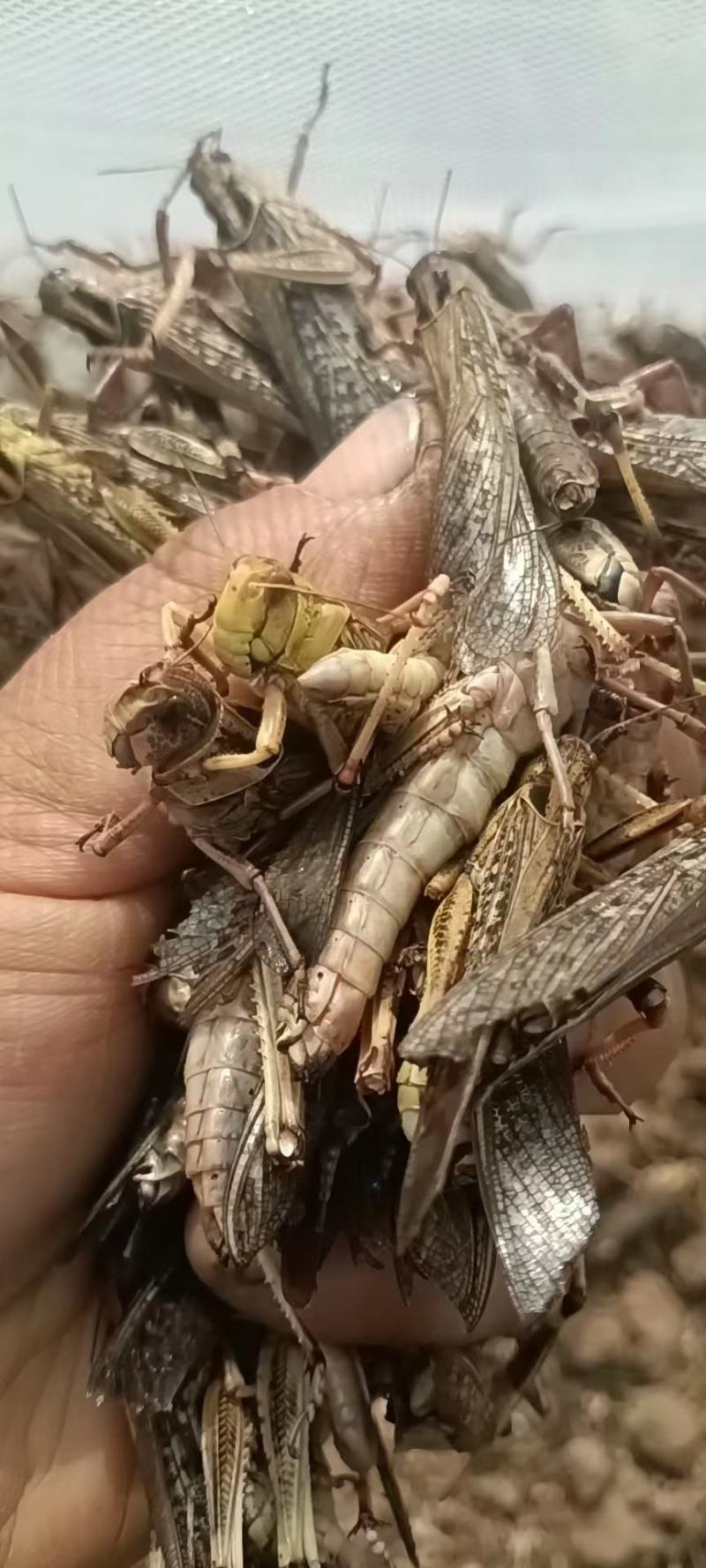 天津东亚飞大蚂蚱一手货源产地直供蚂蚱蝗虫去翅膀货源充足