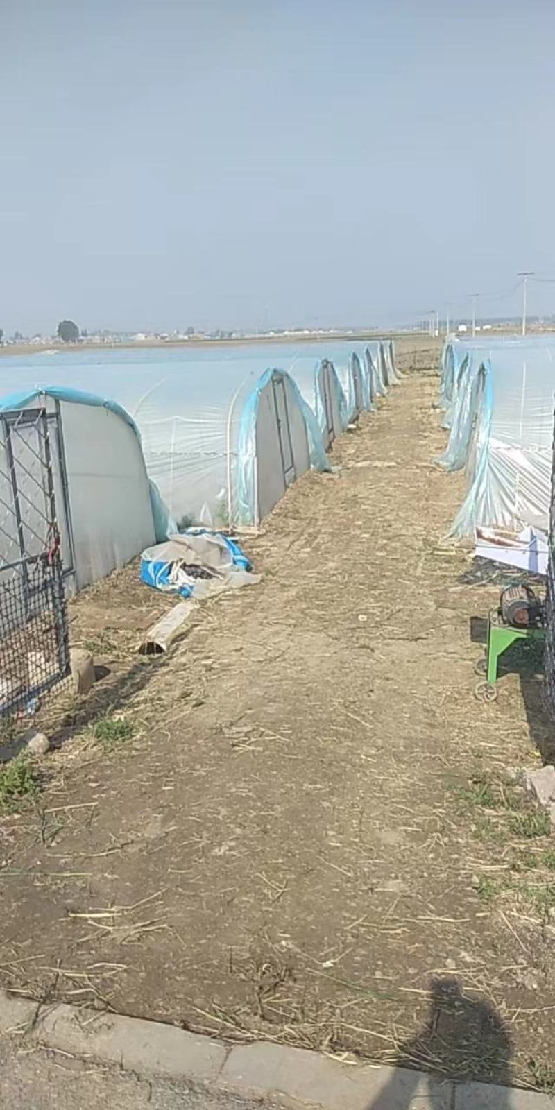 天津东亚飞大蚂蚱一手货源产地直供蚂蚱蝗虫去翅膀货源充足