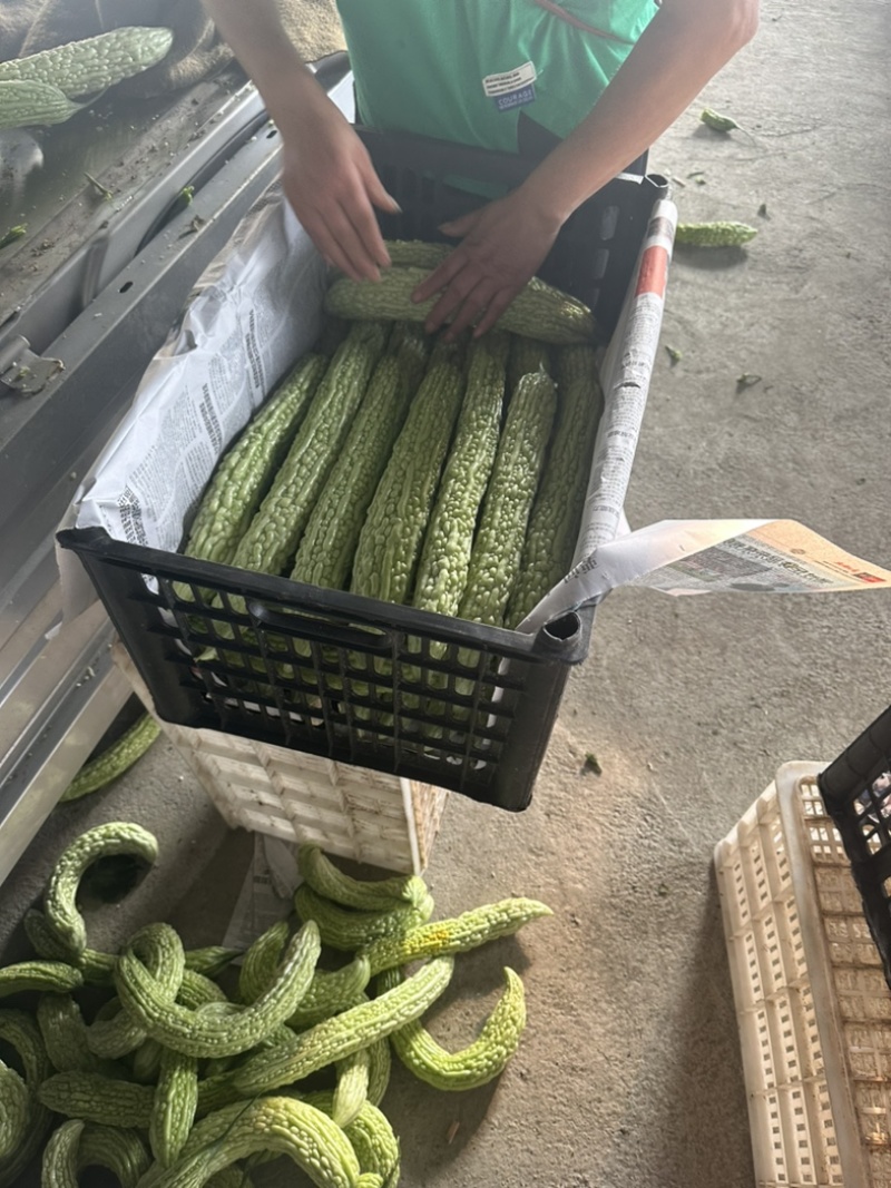 精品苦瓜