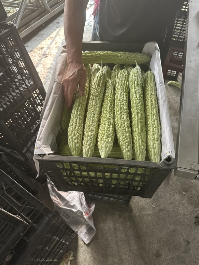 精品苦瓜