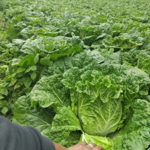 威宁精品大白菜，大量上市