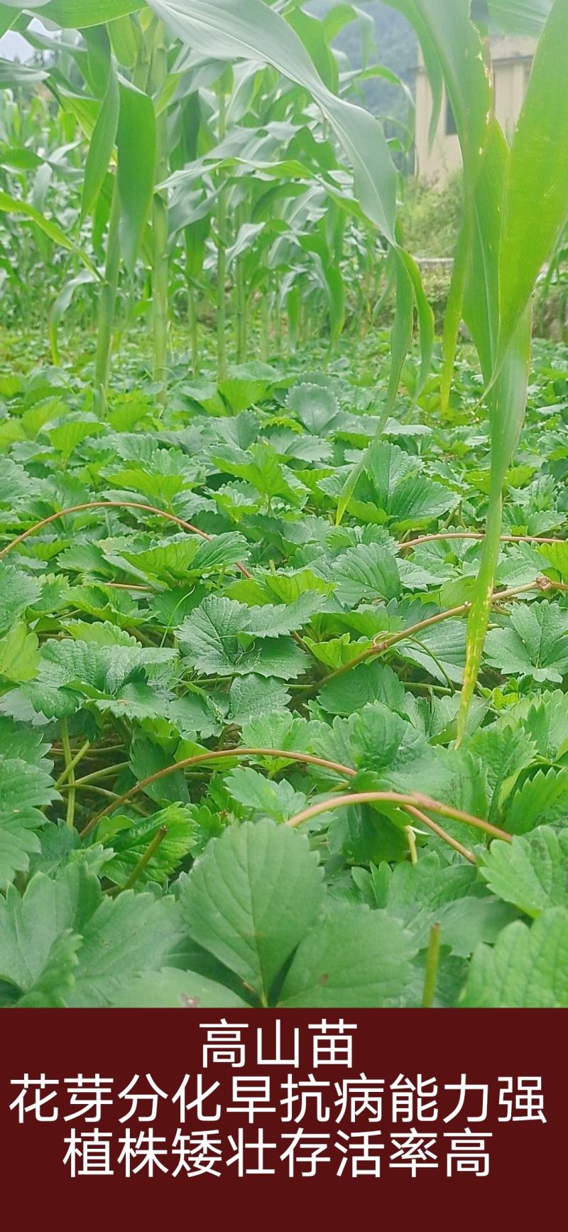 隋珠，越秀，秒七，品种齐全，现场起苗，技术指导。