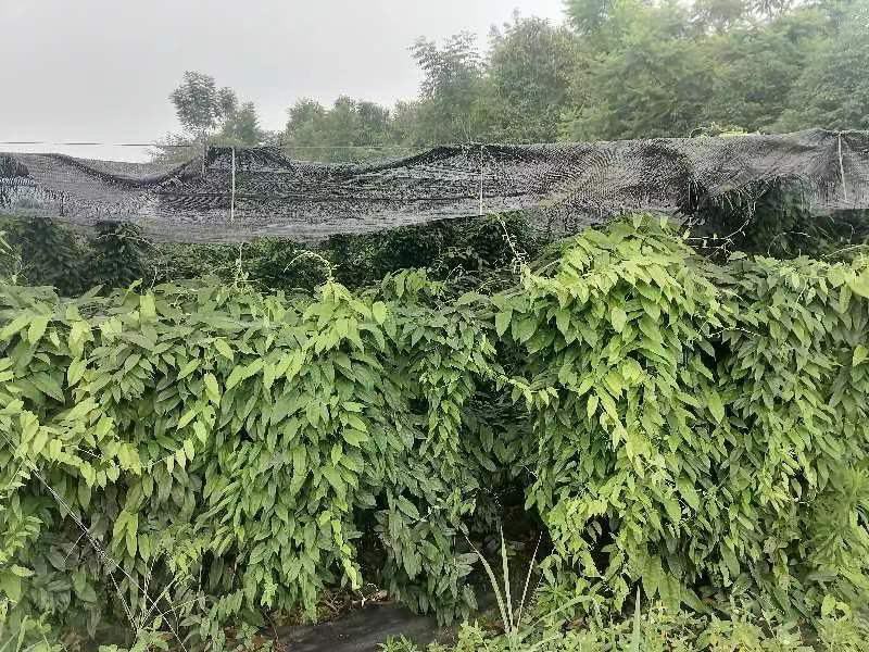 地苦胆金果榄种子