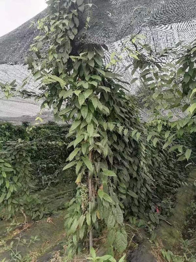 地苦胆金果榄种子