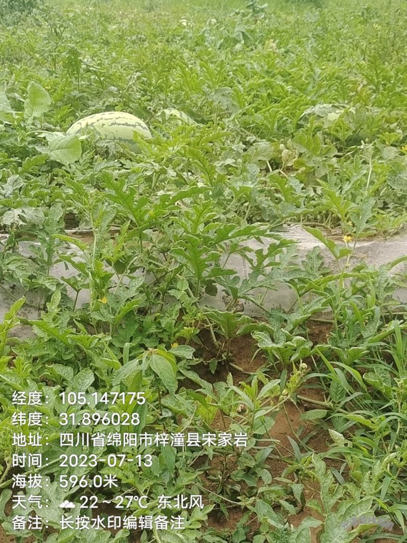 二瓜量大从优