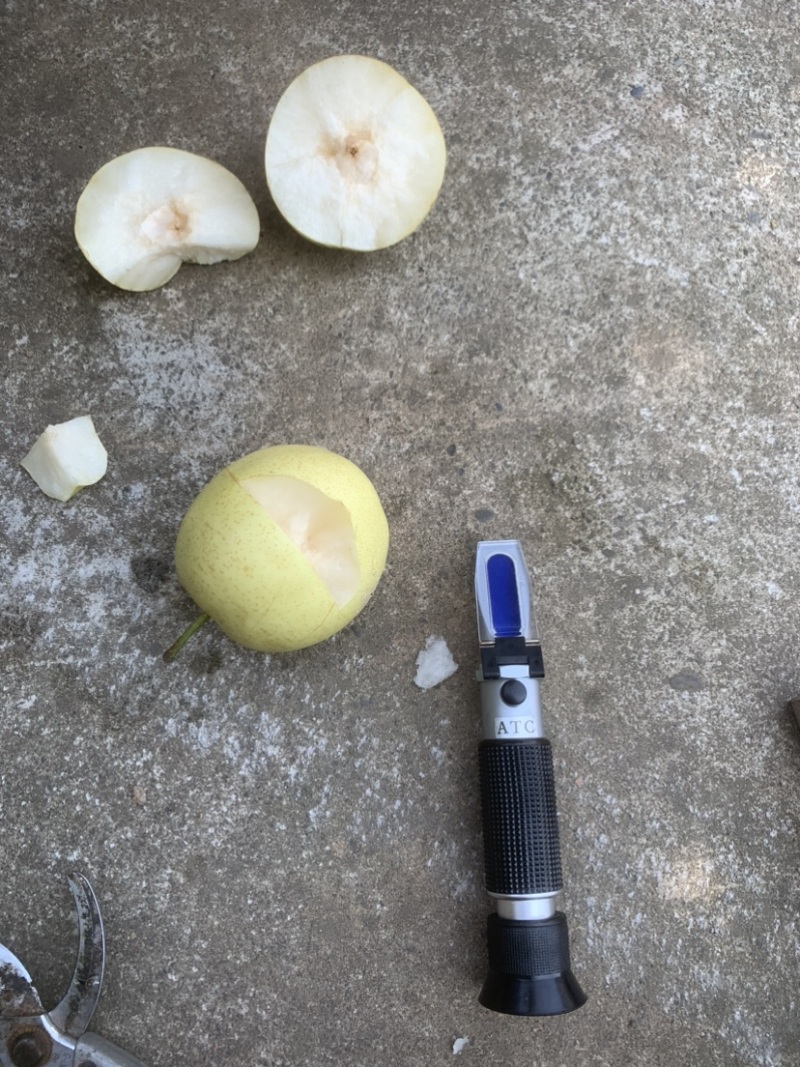苍溪套袋黄金梨大量上市中需要的老板些联系
