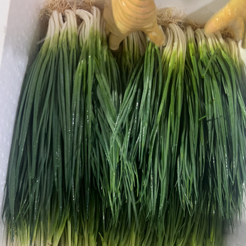 精品洗葱每天有货
