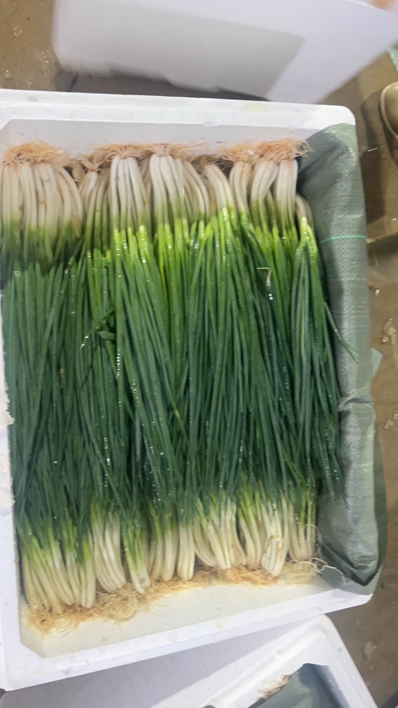 精品洗葱每天有货