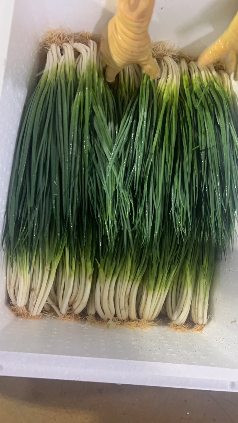 精品洗葱每天有货