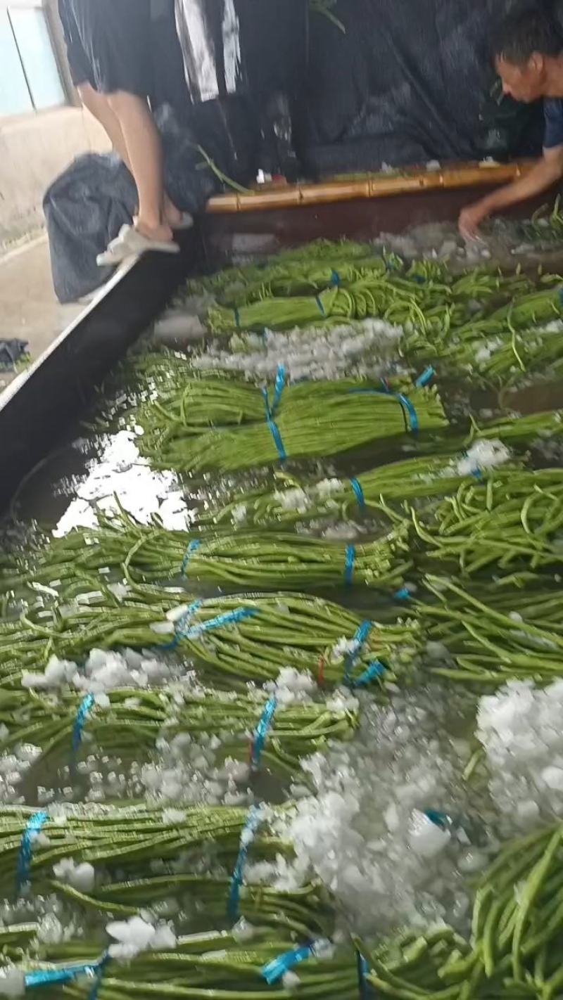 【热销】开封精品长豆角大量上市新鲜采摘欢迎采购
