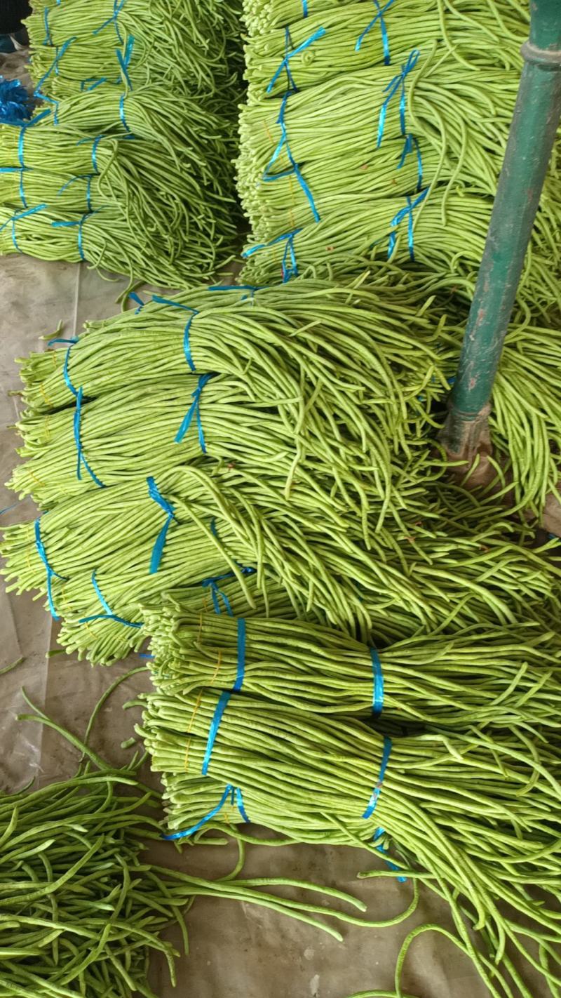【热销】开封精品长豆角大量上市新鲜采摘欢迎采购
