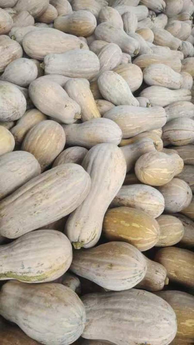 基本，蜜本南瓜
