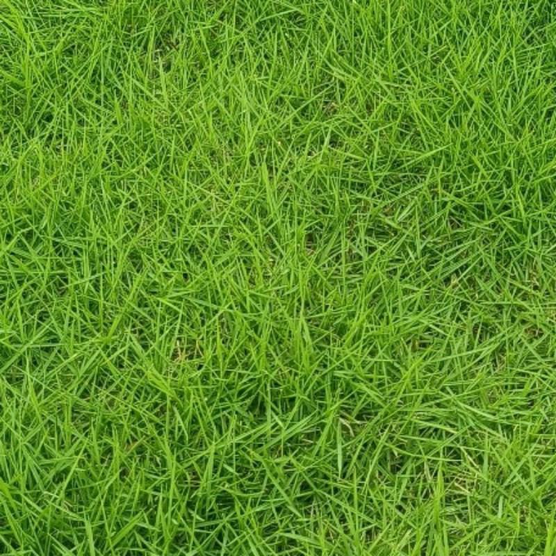 桂林绿化草皮苗木出售