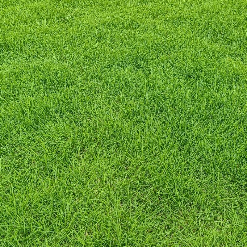 桂林绿化草皮苗木出售