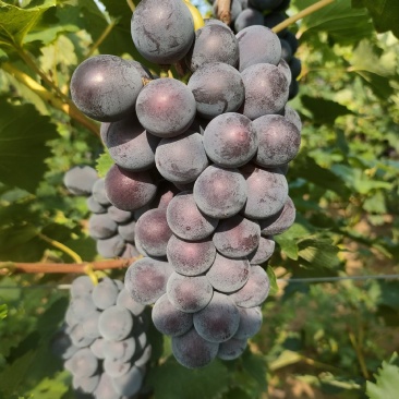 精品巨峰葡萄，已上市，纯沙土，口甜，.葡萄