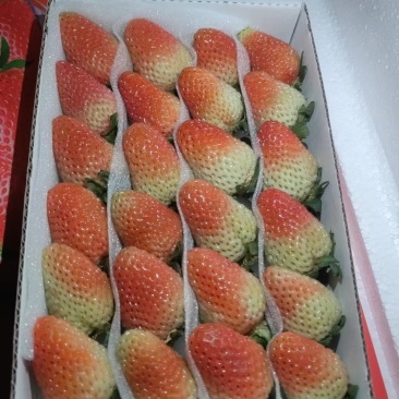 云南四季草莓
