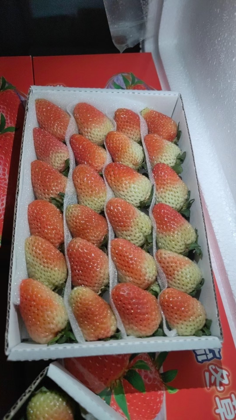 云南四季草莓
