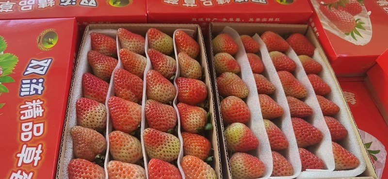 云南四季草莓