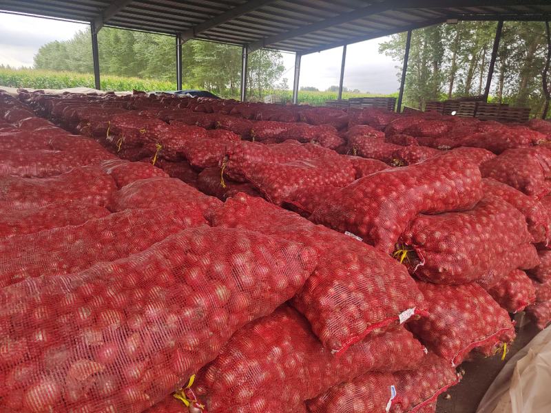 吉林公主岭市怀德镇毛葱头，珠葱大量上市欢迎采购