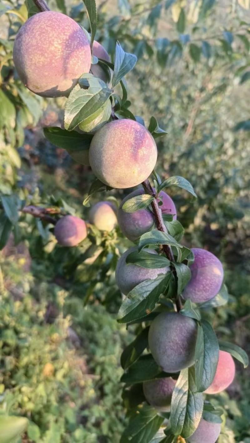 蜜饯李冰脆李纯甜多汁脱骨可视频看货支持线上保障交易