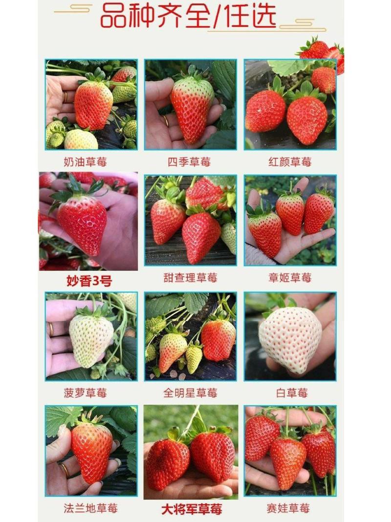 脱毒红颜草莓苗甜宝种苗盆栽地栽四季草莓苗品种保证