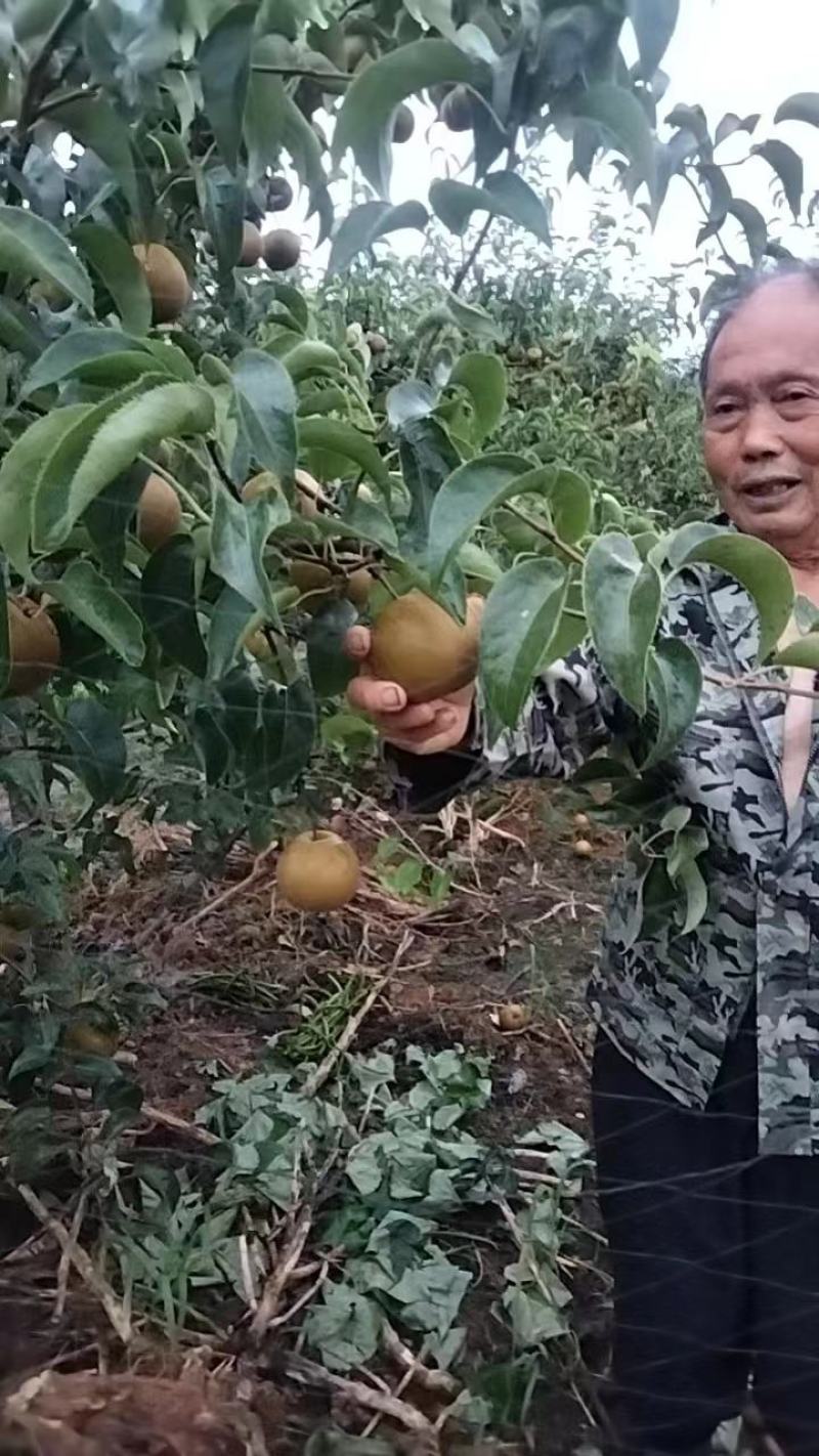 湖北黄梅五祖多云村，老父亲自种的梨和橘子