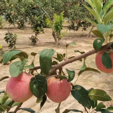 鲁丽苹果一百亩上市