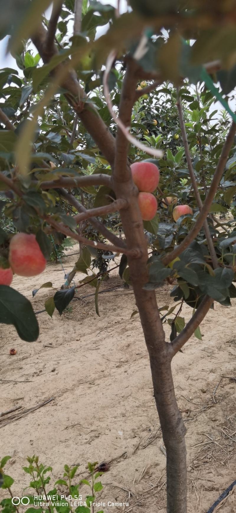 鲁丽苹果一百亩上市