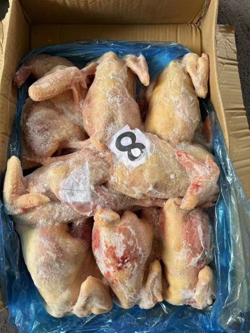 老母鸡，一级二级三级通通有货，价格低，质量好，6-10只