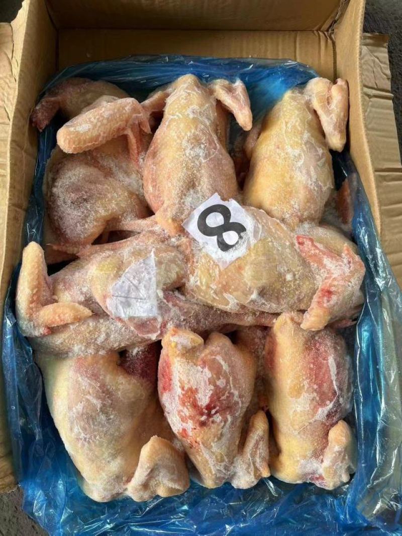 老母鸡，一级二级三级通通有货，价格低，质量好，6-10只