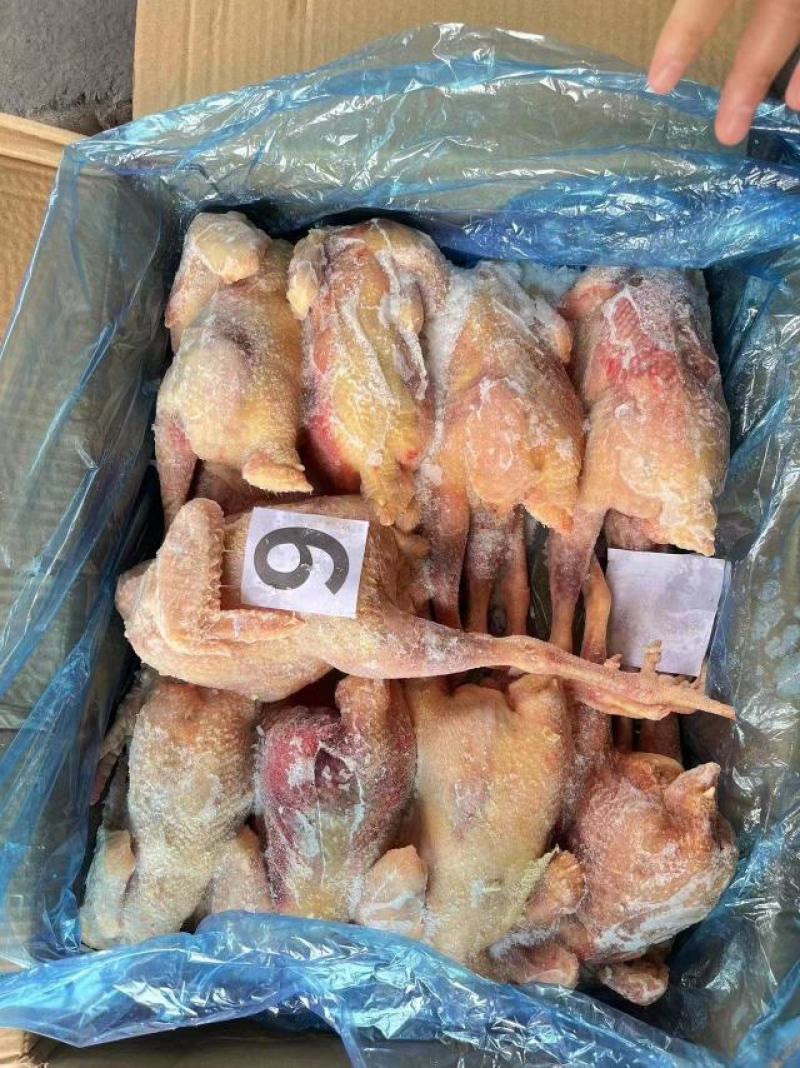 老母鸡，一级二级三级通通有货，价格低，质量好，6-10只