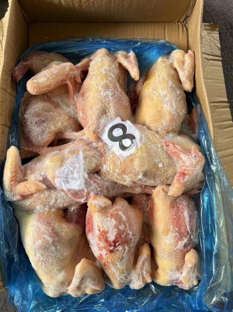 老母鸡，一级二级三级通通有货，价格低，质量好，6-10只