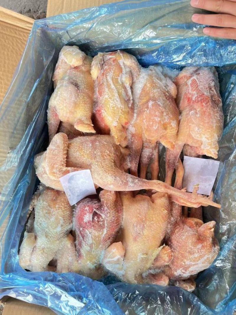 老母鸡，一级二级三级通通有货，价格低，质量好，6-10只
